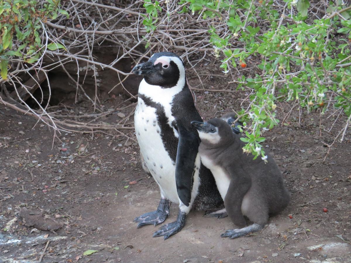 Penguins View Guesthouse Simon's Town Luaran gambar